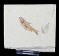 Armigatus Fossil Fish With Shrimp - Lebanon #23128-1